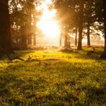 green grass field with trees during daytime